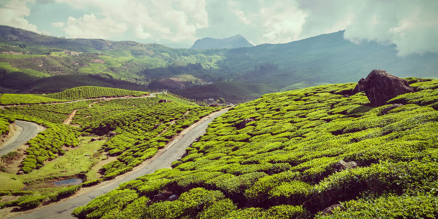 green-tea-plantations-in-munnar-kerala