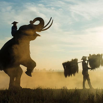 elephant--thailand