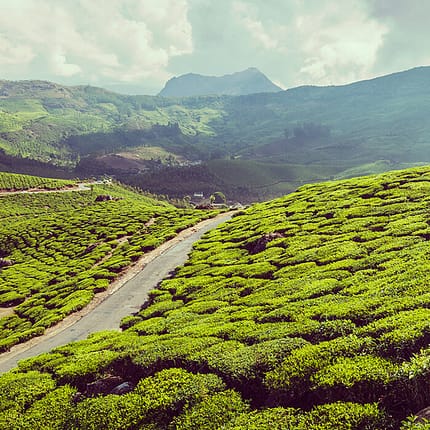 green-tea-plantations-in-munnar-kerala