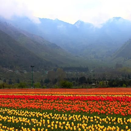 Kashmir Peak Season Tulip